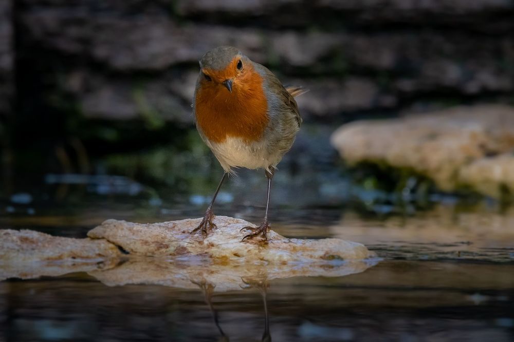 Robin at drinkstation