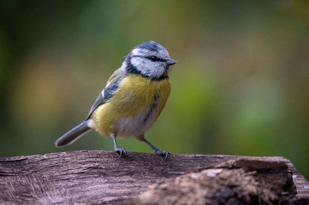 Blue tit at drinkstation