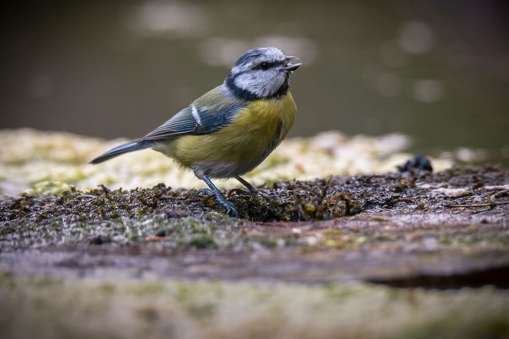 Blue tit at drinkstation