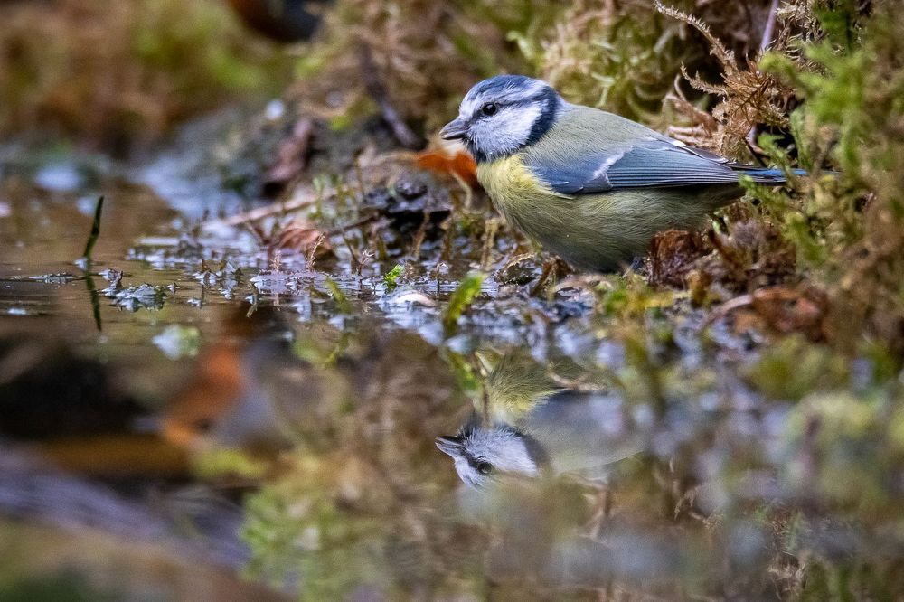Blue tit at drinkstation