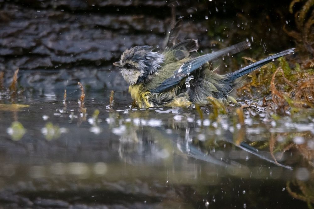 Blue tit at drinkstation