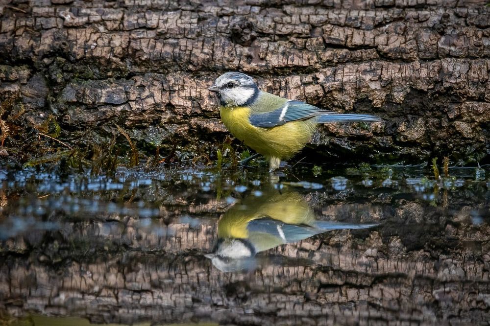 Blue tit at drinkstation