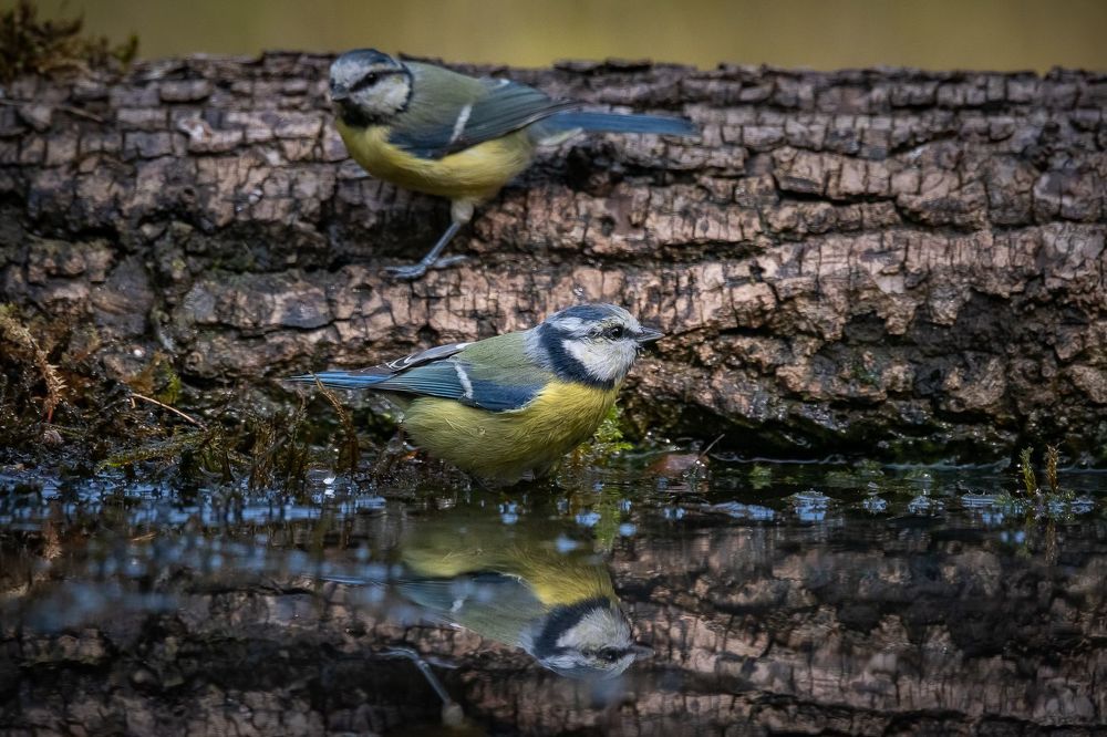 Blue tit at drinkstation