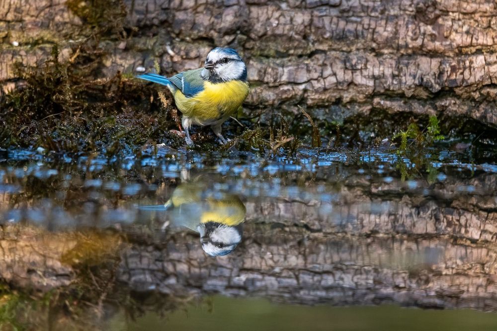 Blue tit at drinkstation