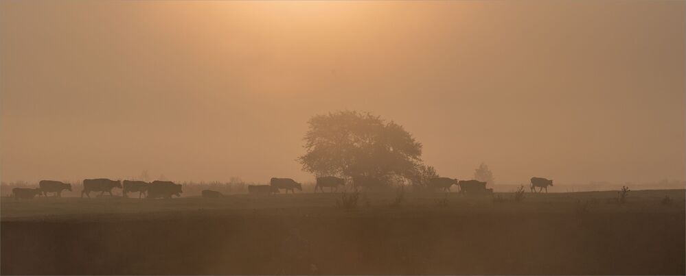 dawn pastoral...