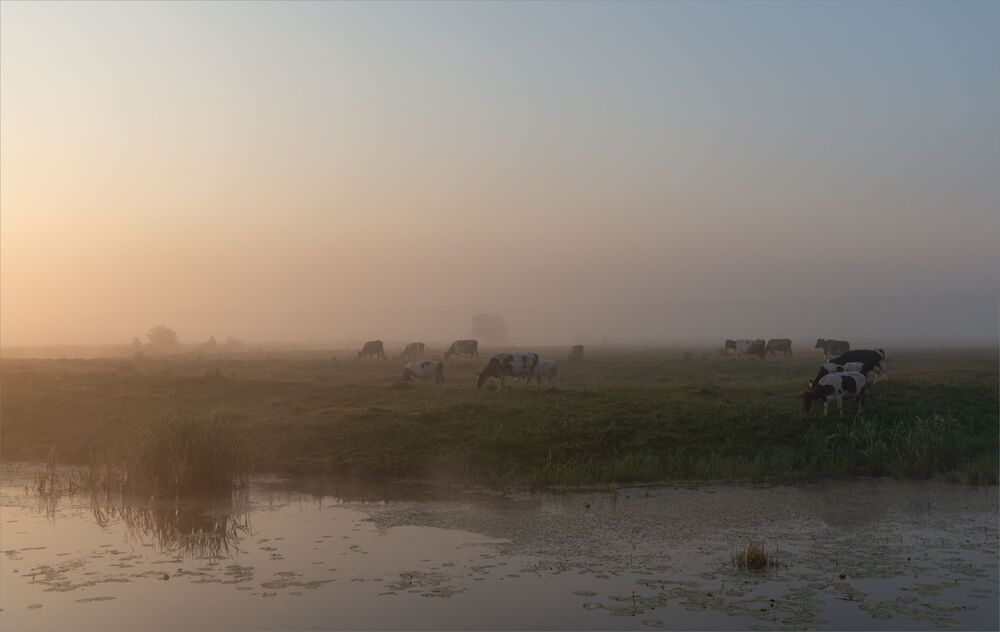 dawn pastoral...