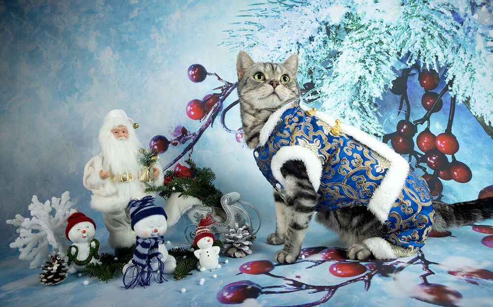 Скоро Новый Год - Наши котики к праздникам!