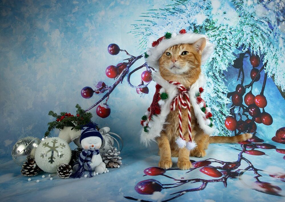Скоро Новый Год - Наши котики к праздникам!