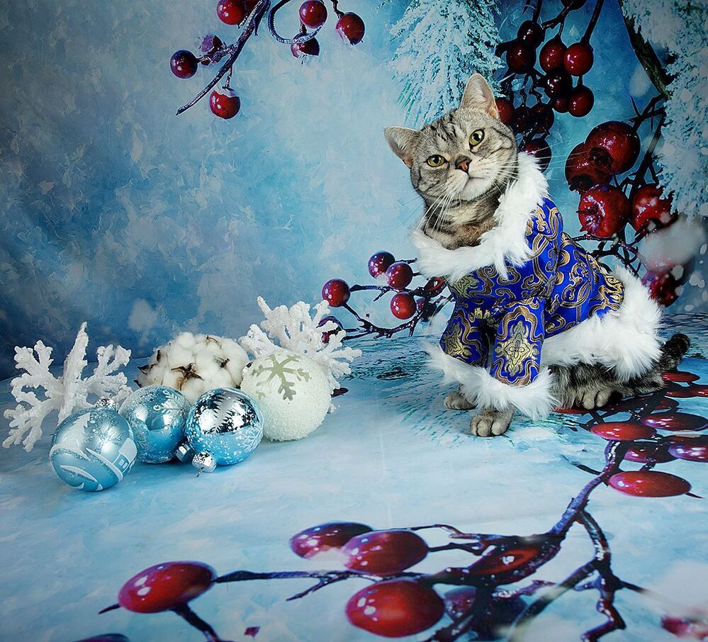 Скоро Новый Год - Наши котики к праздникам!