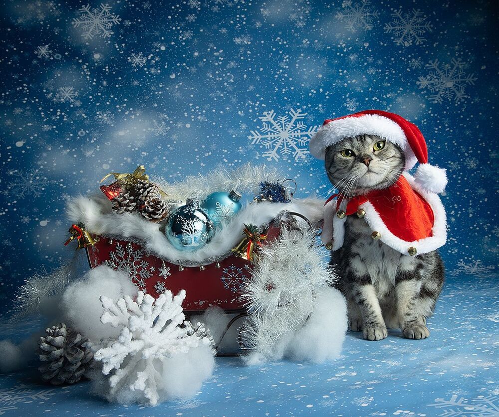 Скоро Новый Год - Наши котики к праздникам!