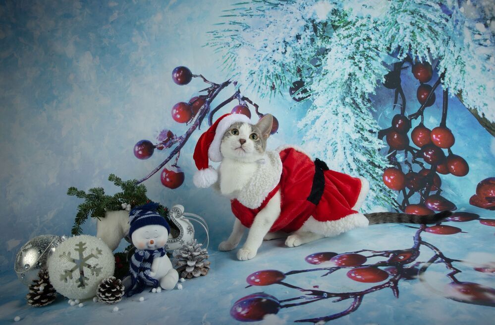 Скоро Новый Год - Наши котики к праздникам!