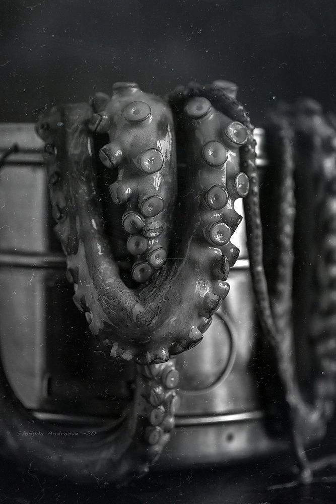 octopus*