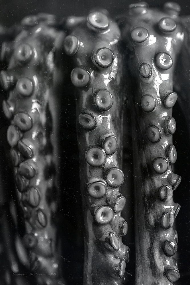 octopus*