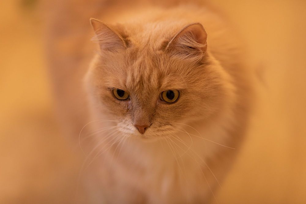 Персик