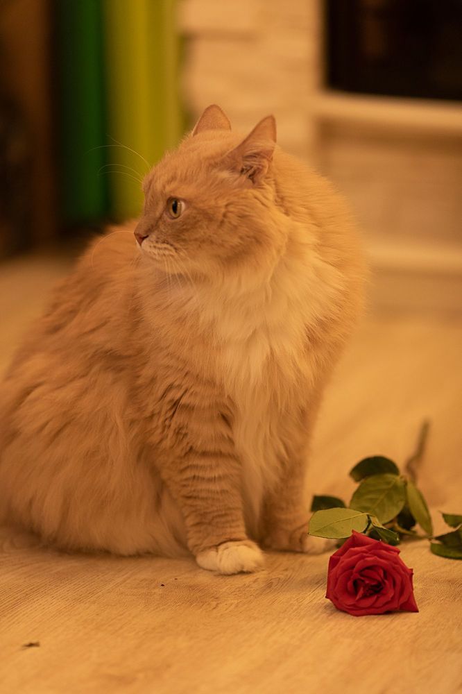 Персик