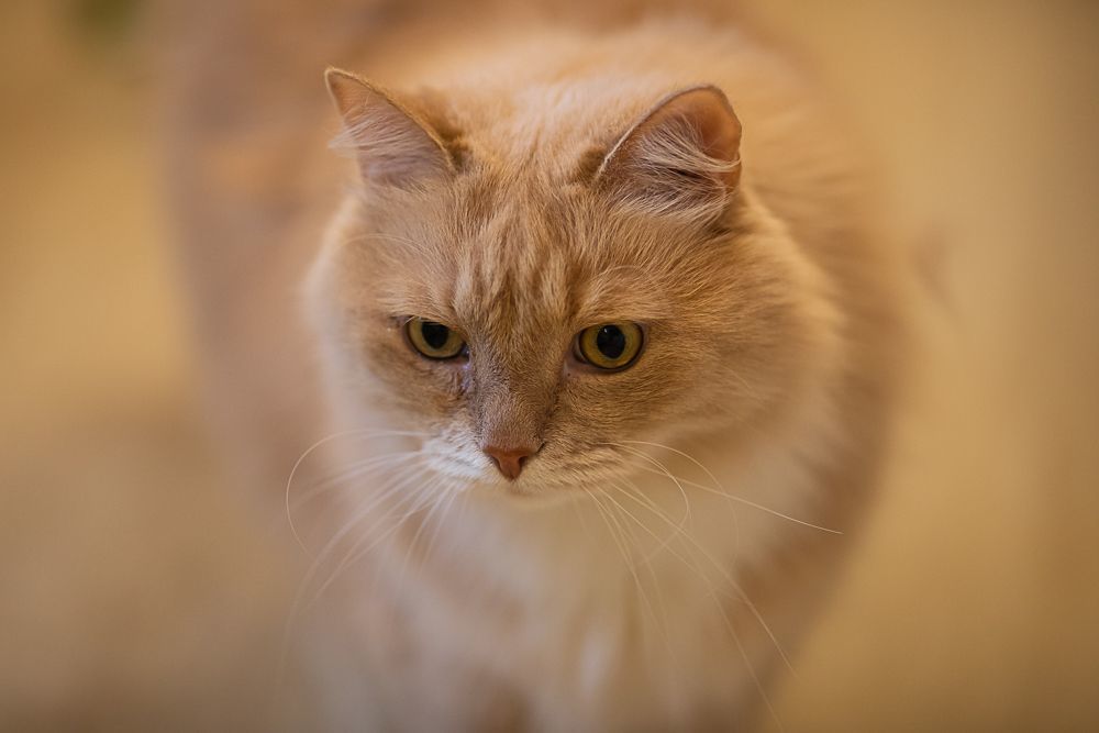 Персик