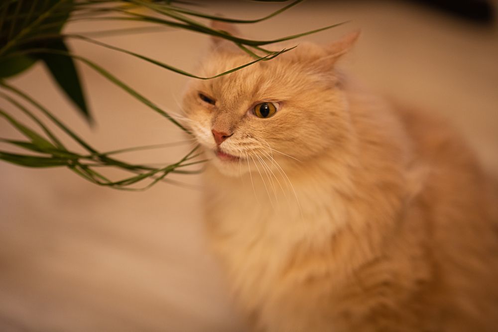 Персик