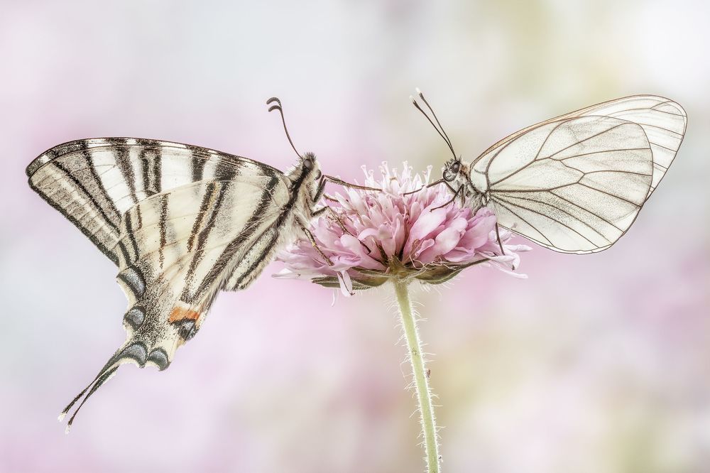 Macro