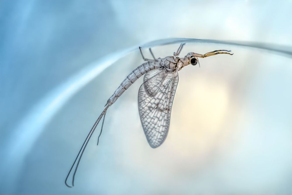 Macro
