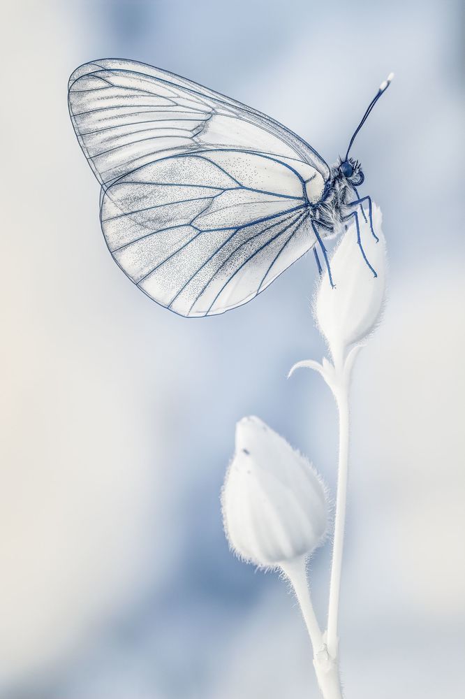 Macro