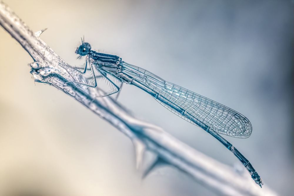 Macro