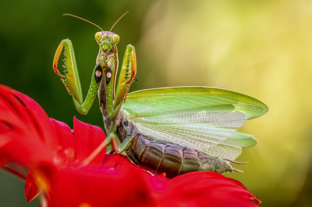 Macro