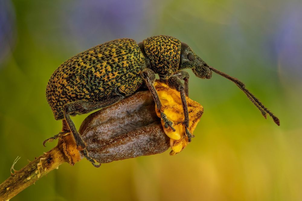 Macro