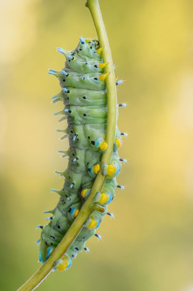 Macro