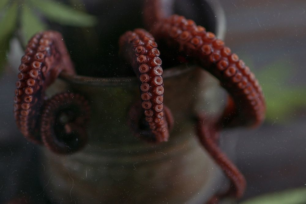 octopus-усох*