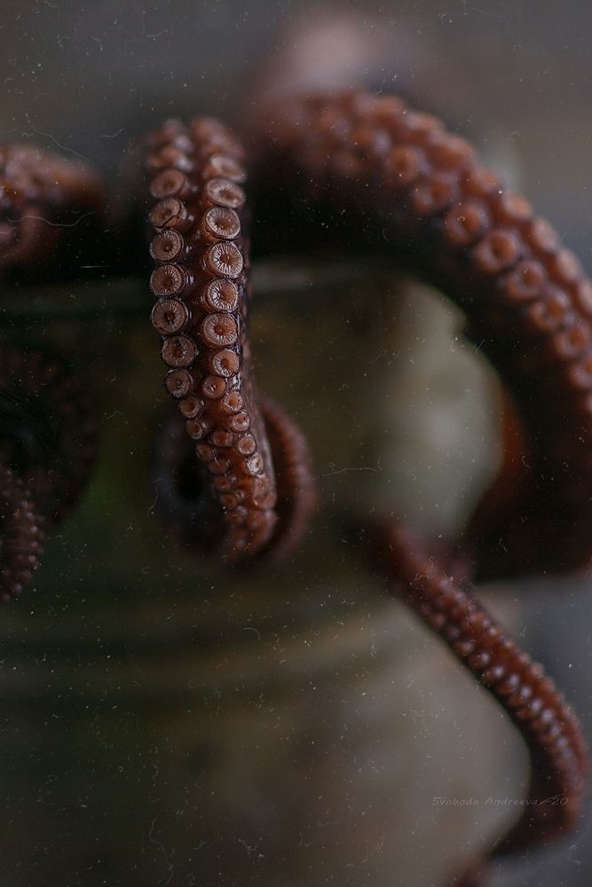 octopus-усох*