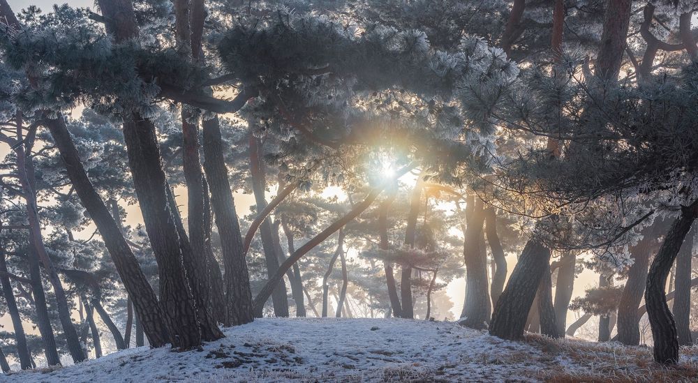 Frozen pine forest of namhangang