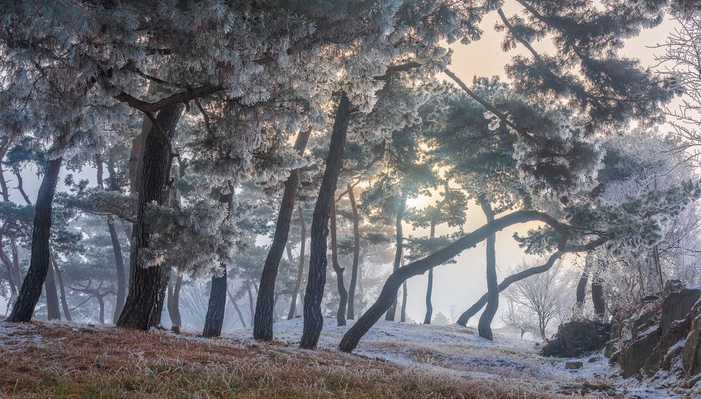 Frozen pine forest of namhangang