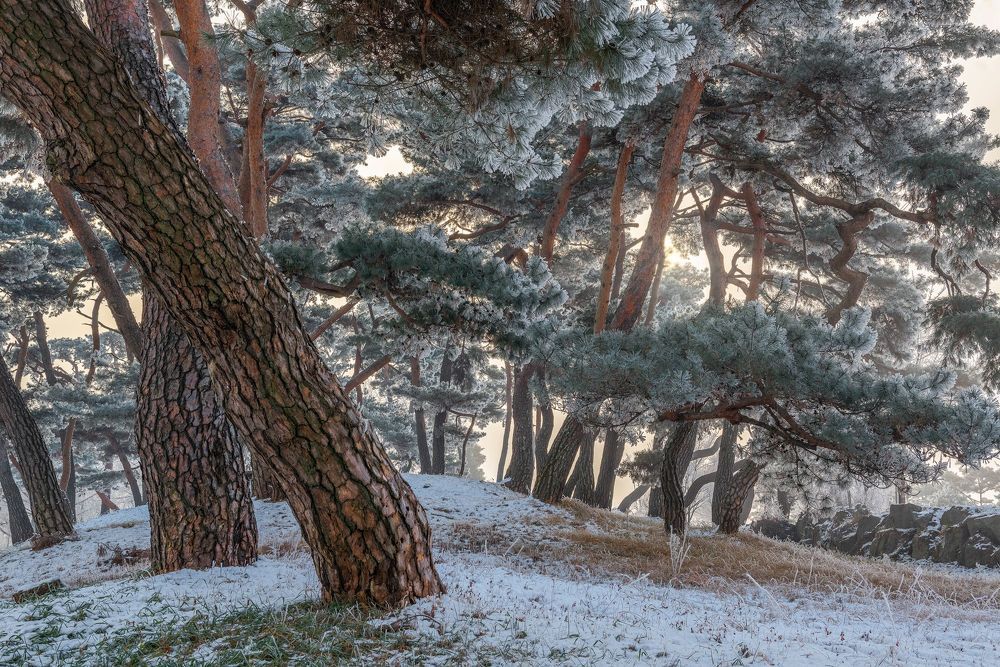 Frozen pine forest of namhangang