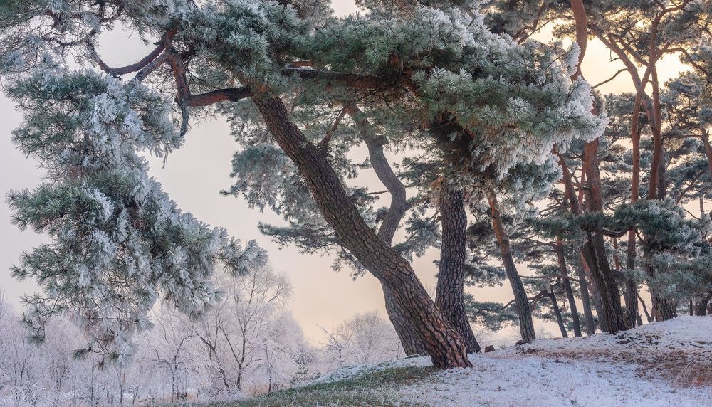 Frozen pine forest of namhangang