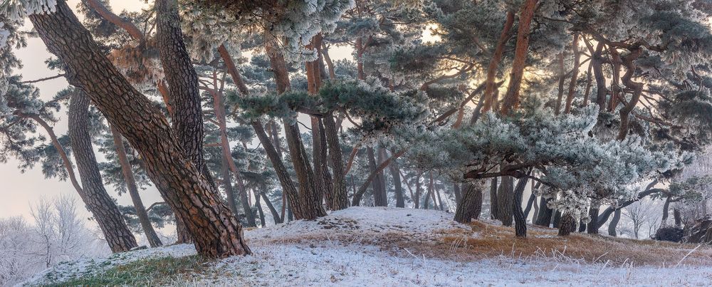 Frozen pine forest of namhangang