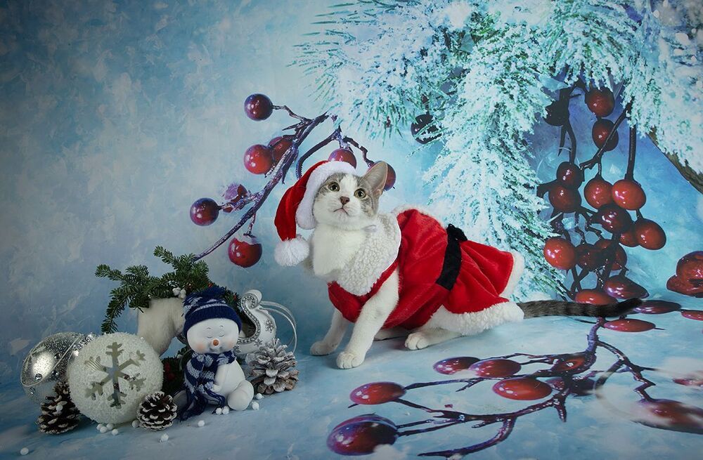 Сэйдж. Всех С Наступающим Новым Годом!