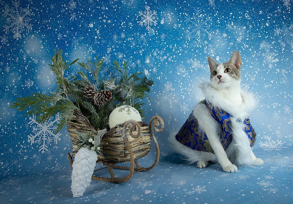 Сэйдж. Всех С Наступающим Новым Годом!