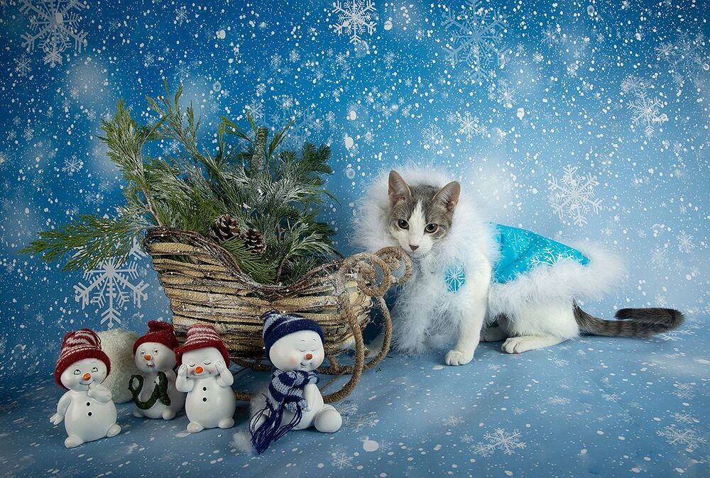 Сэйдж. Всех С Наступающим Новым Годом!