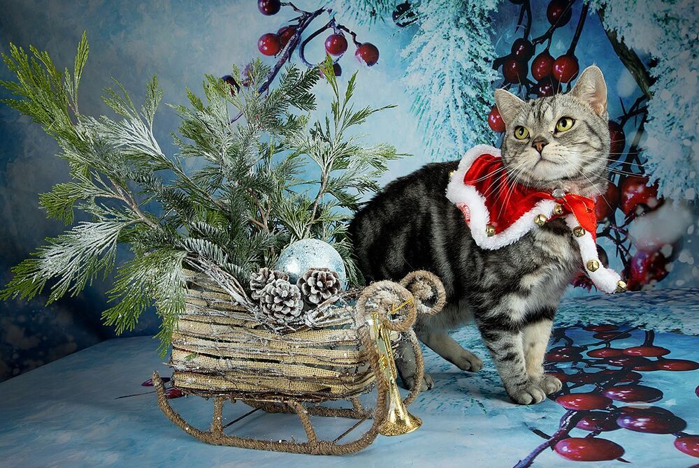 C Новым Годом! Happy New Year!