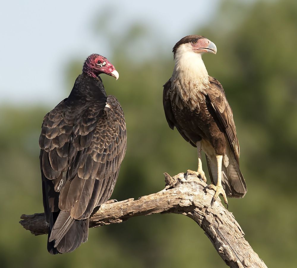 Turkey Vulture & Crested Caracara