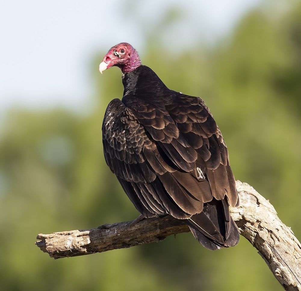 Turkey Vulture -Гриф-индейка.