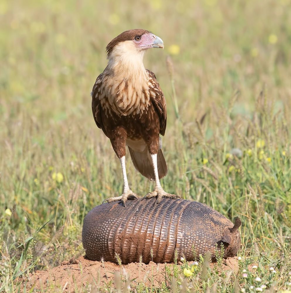 Crested Caracara and Armadillo