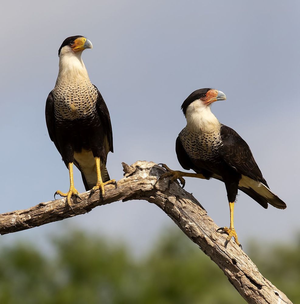 Texas Wildlife - Дикая природа Техаса
