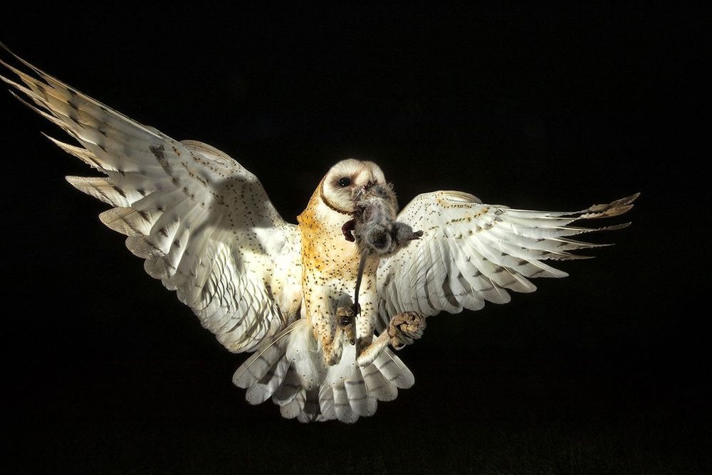 Barn Owl - Обыкновенная сипуха
