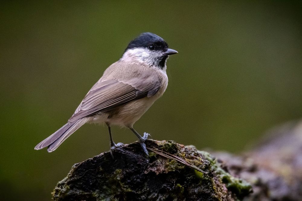 Marsh Tit