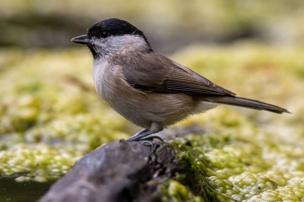 Marsh Tit