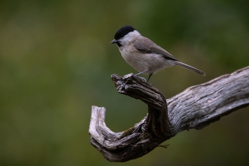 Marsh Tit