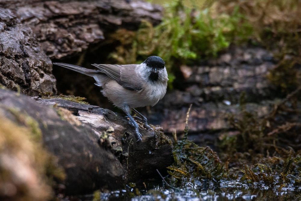 Marsh Tit