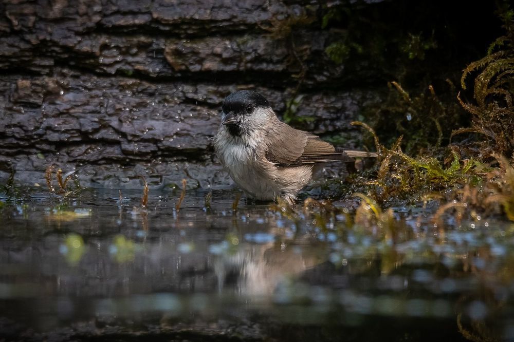 Marsh Tit