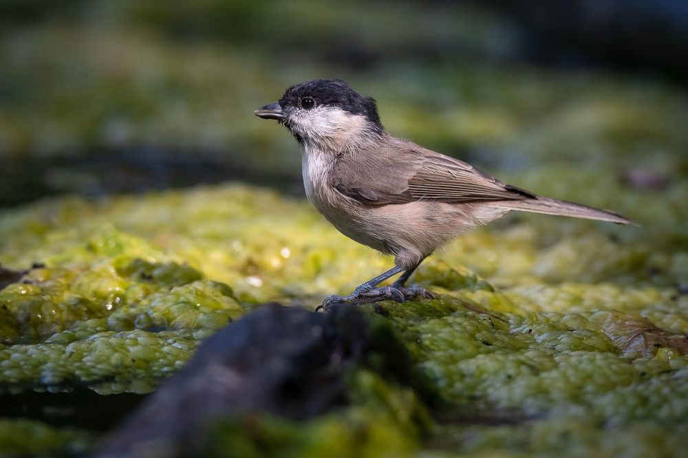 Marsh Tit